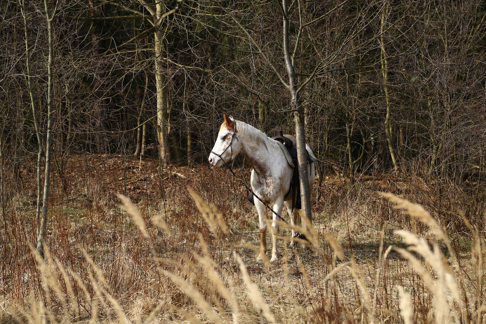 Einsamkeit