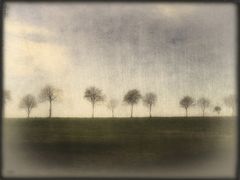 Einsamkeit der Bäume...