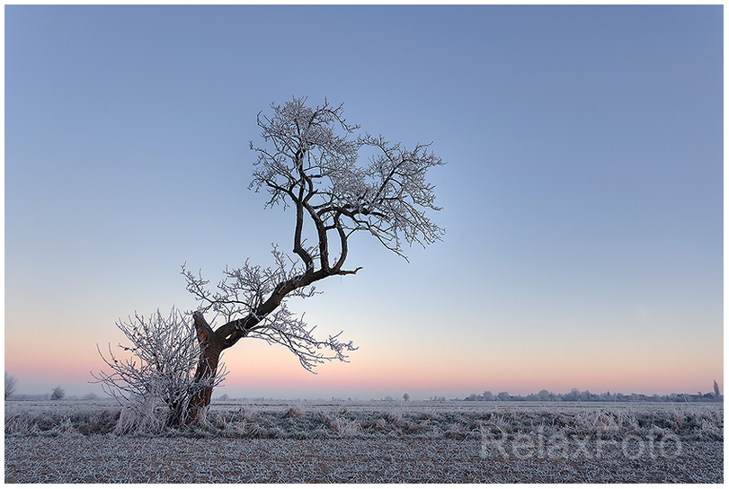 "Einsamkeit" - Einzelner alter verkrüppelter Baum im Winter bei Morgenrot