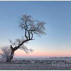 "Einsamkeit" - Einzelner alter verkrüppelter Baum im Winter bei Morgenrot