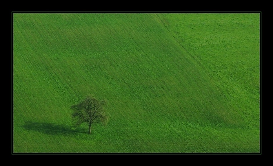 Einsamkeit im Frühlingsgras