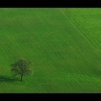 Einsamkeit im Frühlingsgras