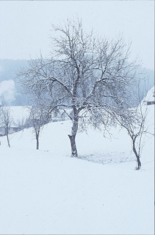 Einsamkeit im Schwarzwald / Loneliness in Black Forest