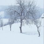 Einsamkeit im Schwarzwald / Loneliness in Black Forest