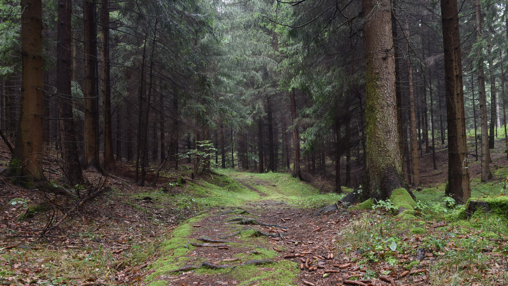 Einsamkeit im Wald