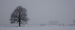 einsammer Baum im Feld