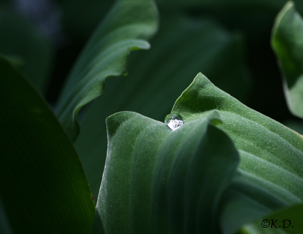 einsammer Wassertropfen