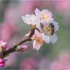 Einsatz an der Mandelblüte !