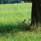 einsatzbereit? - denn Ostern naht!