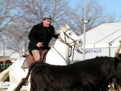 "Einsatz".....der Stier muß raus.......