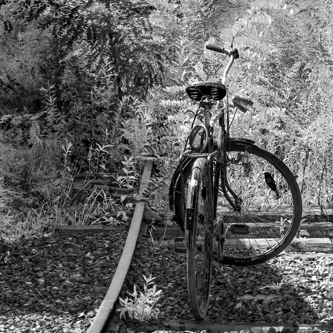 einschienenfahrrad im grünen...