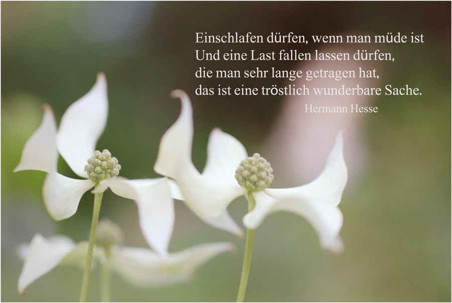 Hermann Hesse Einschlafen Dürfen Wenn Man Das Leben Nicht Mehr www.fotocommunity.de