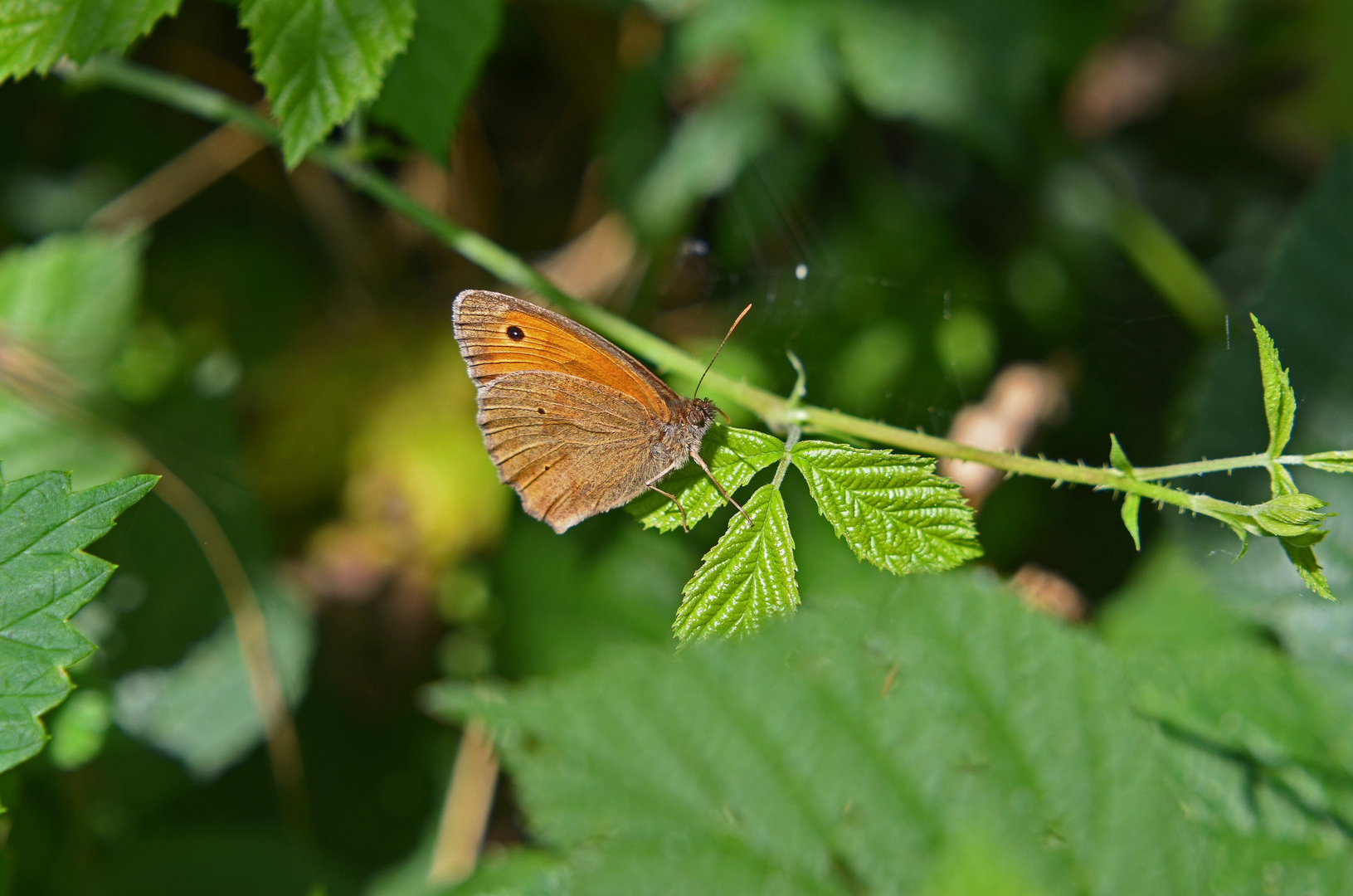 Ein...........Schmetterling ;-)