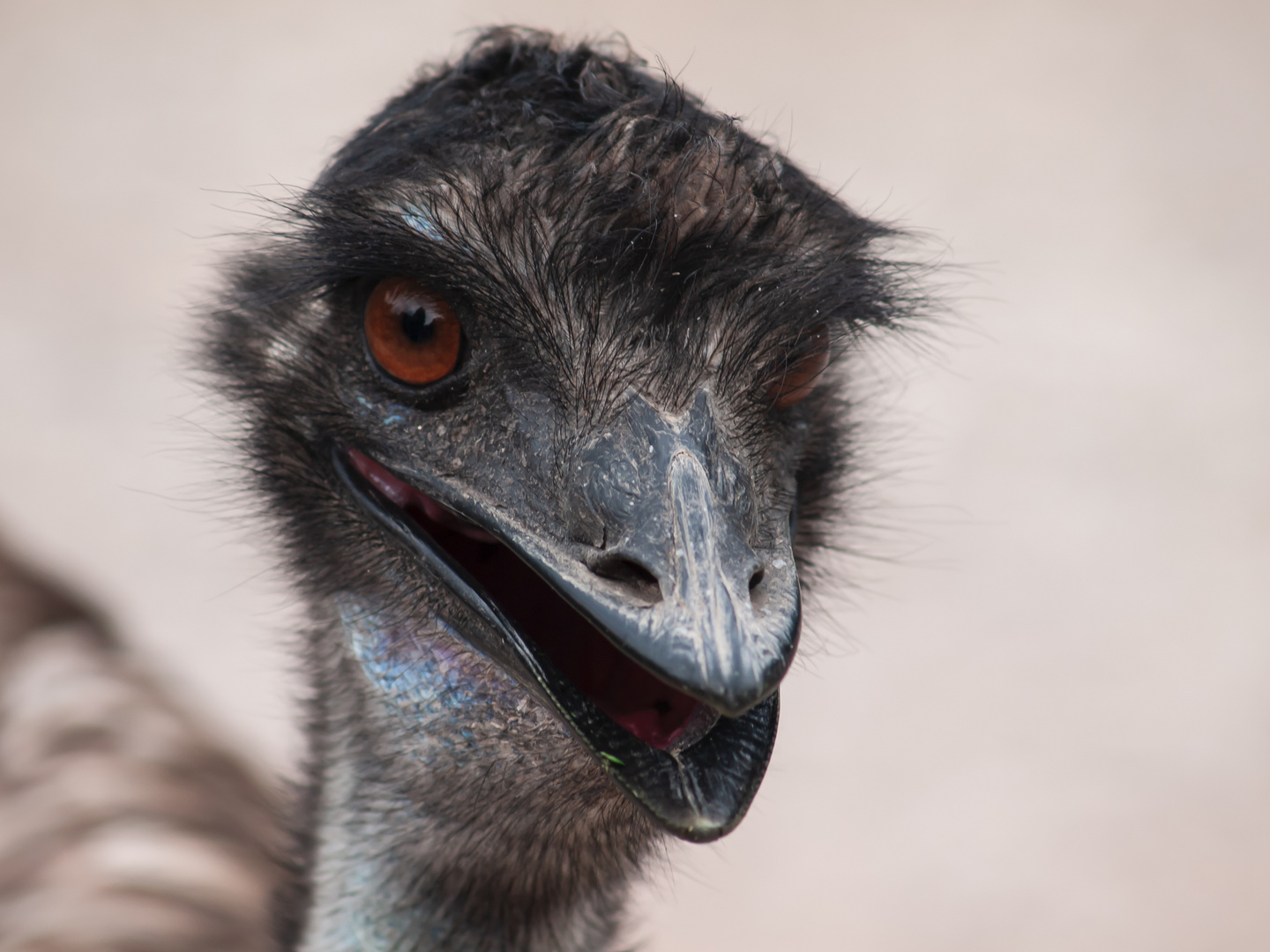 Einschüchternder Blick von Emu