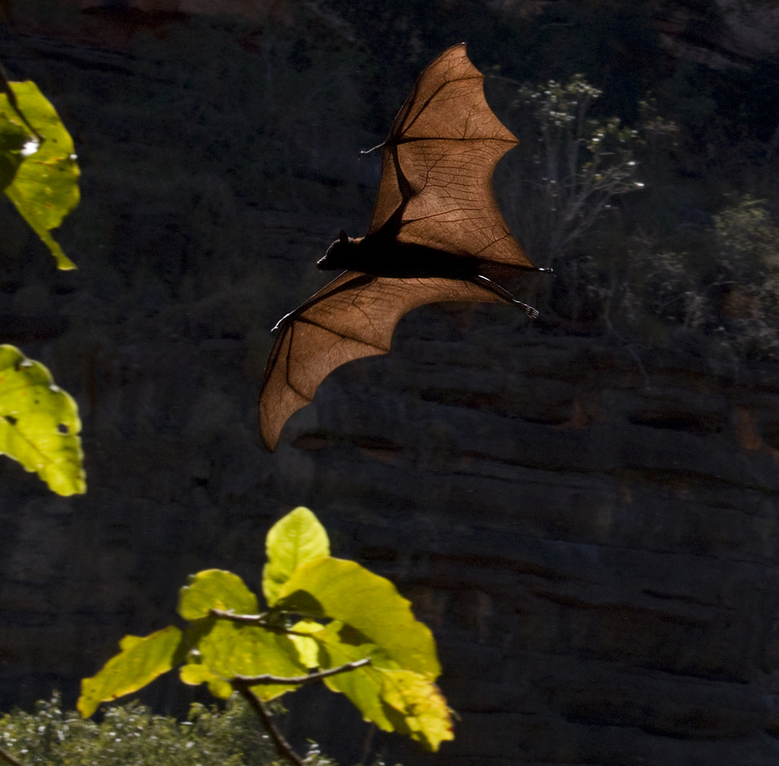 Einschweben in die Windjana Gorge