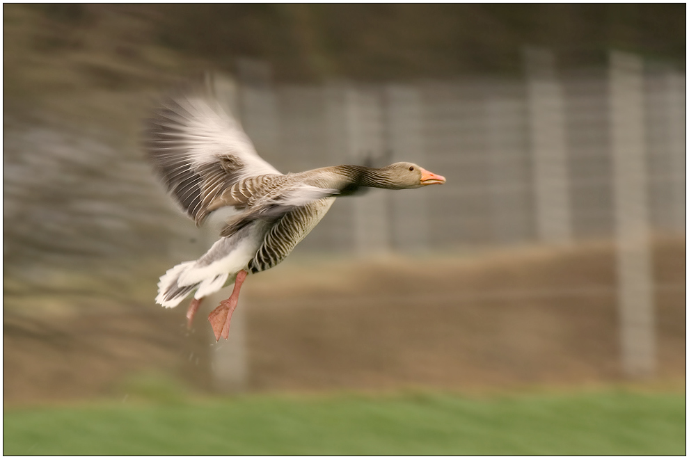 Einschweben zum Landeanflug ....