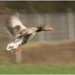 Einschweben zum Landeanflug ....