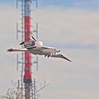  Einschwebender Storch vor Funkfeuer....