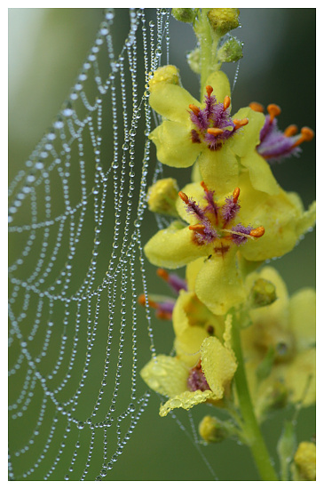 Einseitiger Insektenschutz - oder; mit Blütenduft erfolgreicher