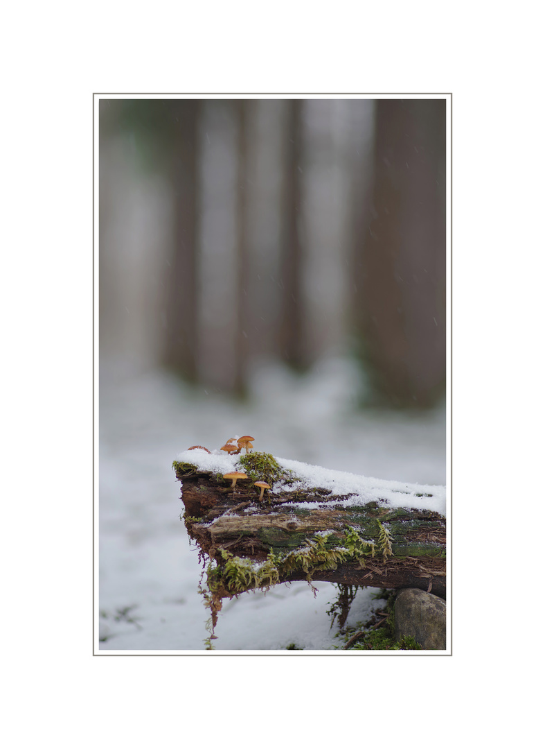 einsetzender Schneefall