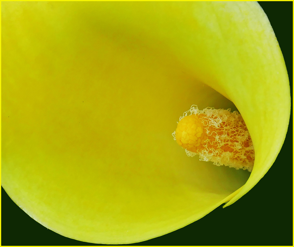 Einsicht -------- Calla