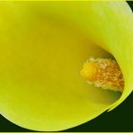 Einsicht -------- Calla