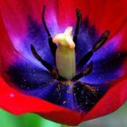 Einsicht ins Innere der Tulpe