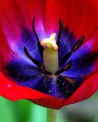 Einsicht ins Innere der Tulpe