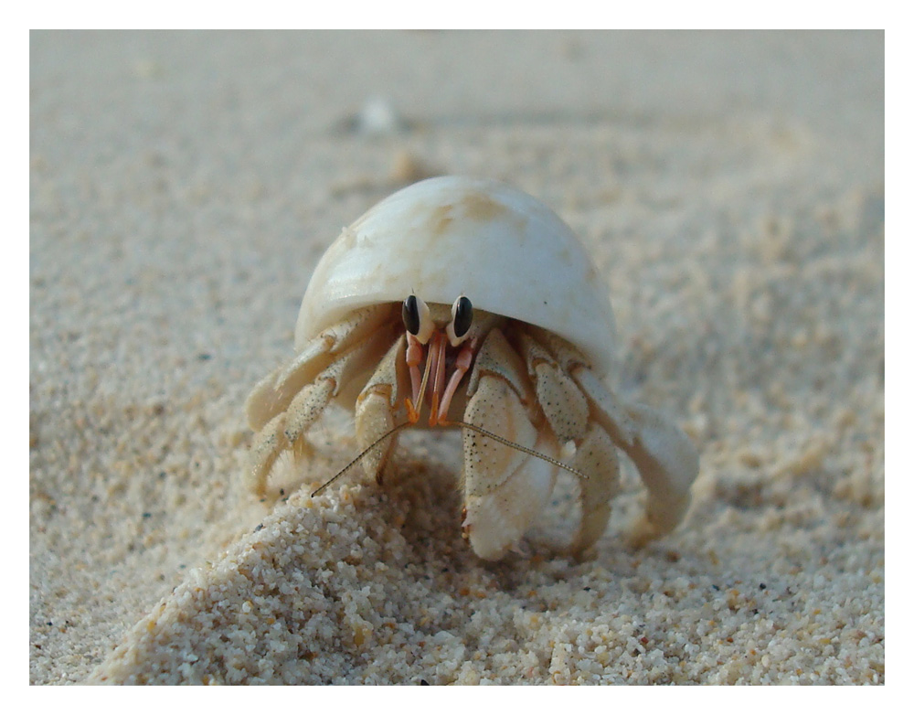  EINSIEDLERKREBS Foto & Bild tiere, wildlife, krebse Bilder auf