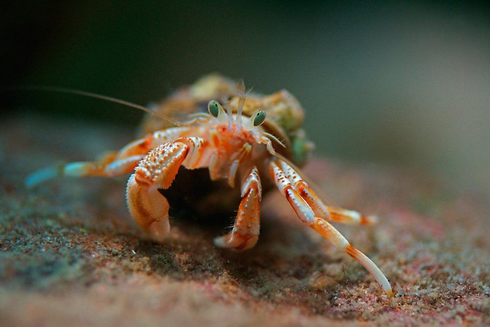 Einsiedlerkrebs Foto & Bild tiere, zoo, wildpark & falknerei, zoo