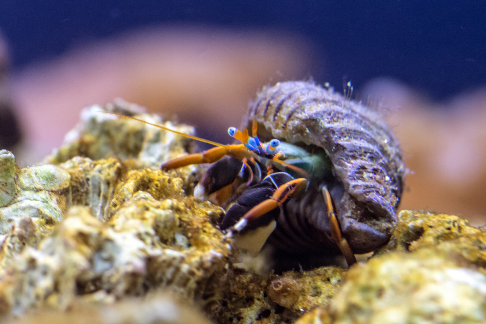 Einsiedlerkrebs Foto & Bild tiere, naturmakros, naturkreativ Bilder