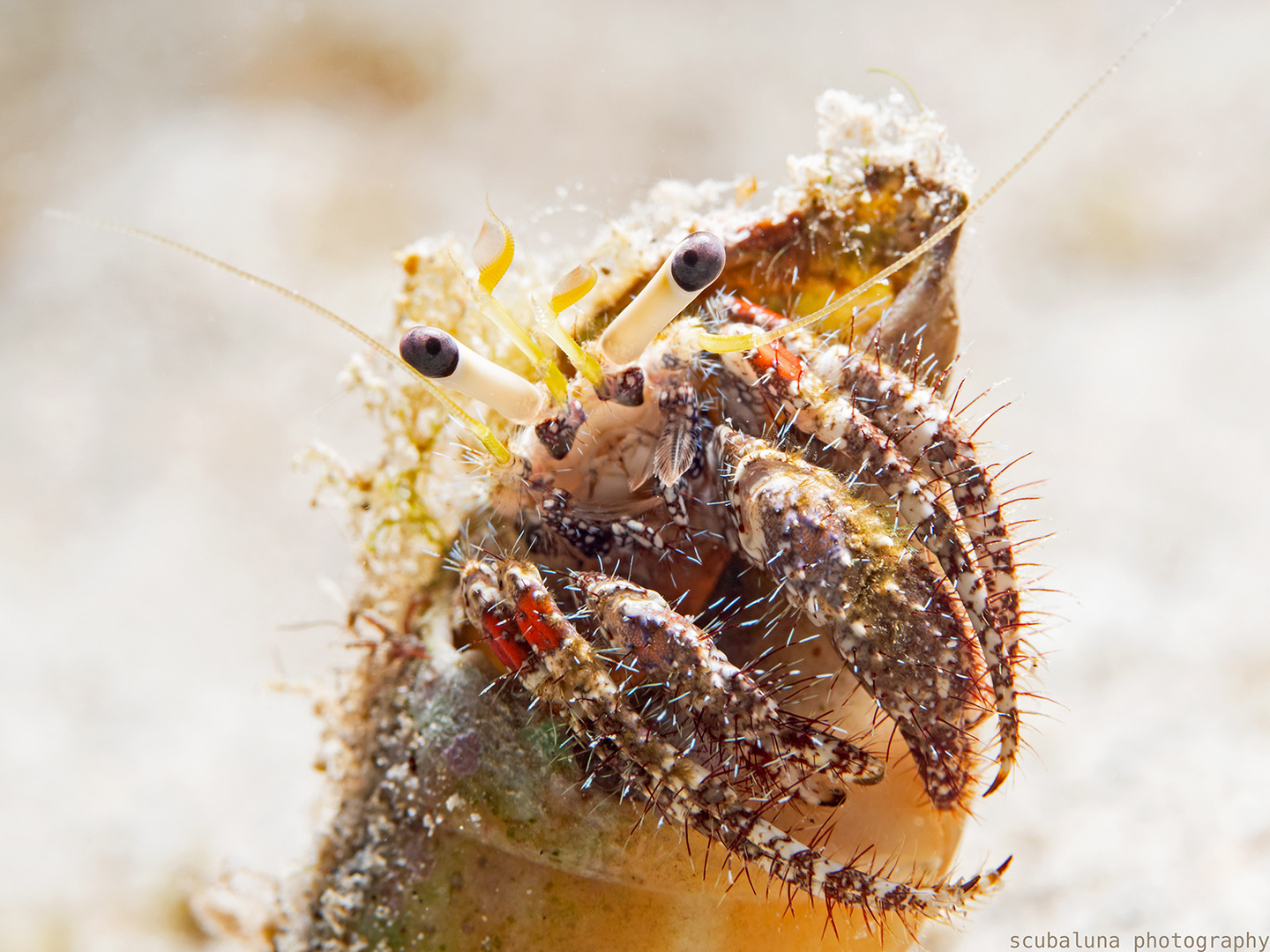 Einsiedlerkrebs Foto & Bild tiere, wildlife, naturmakros Bilder auf