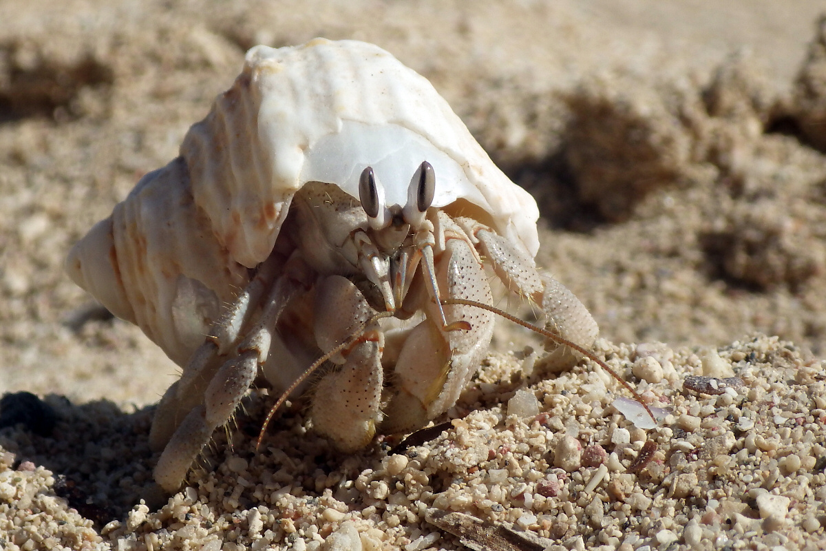 Einsiedlerkrebs am Sandstrand