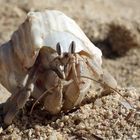 Einsiedlerkrebs am Sandstrand