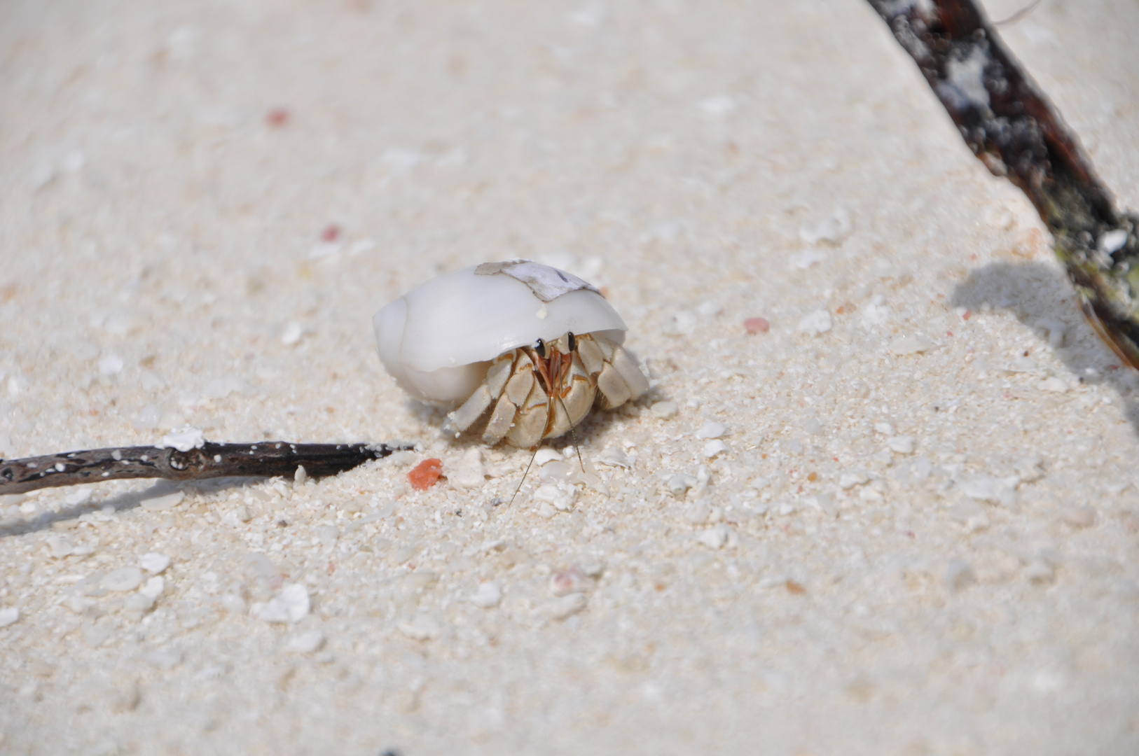 Einsiedlerkrebs am Strand