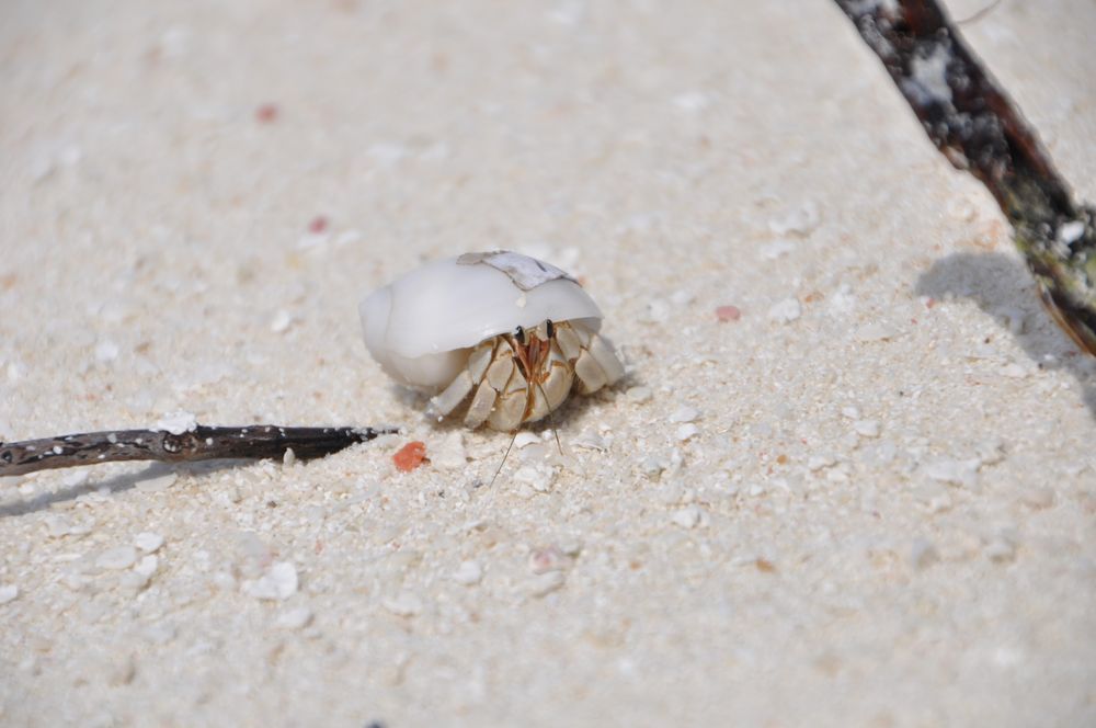 Einsiedlerkrebs am Strand von spi123 