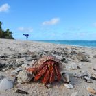 Einsiedlerkrebs auf Ofolanga / Tonga Archipel