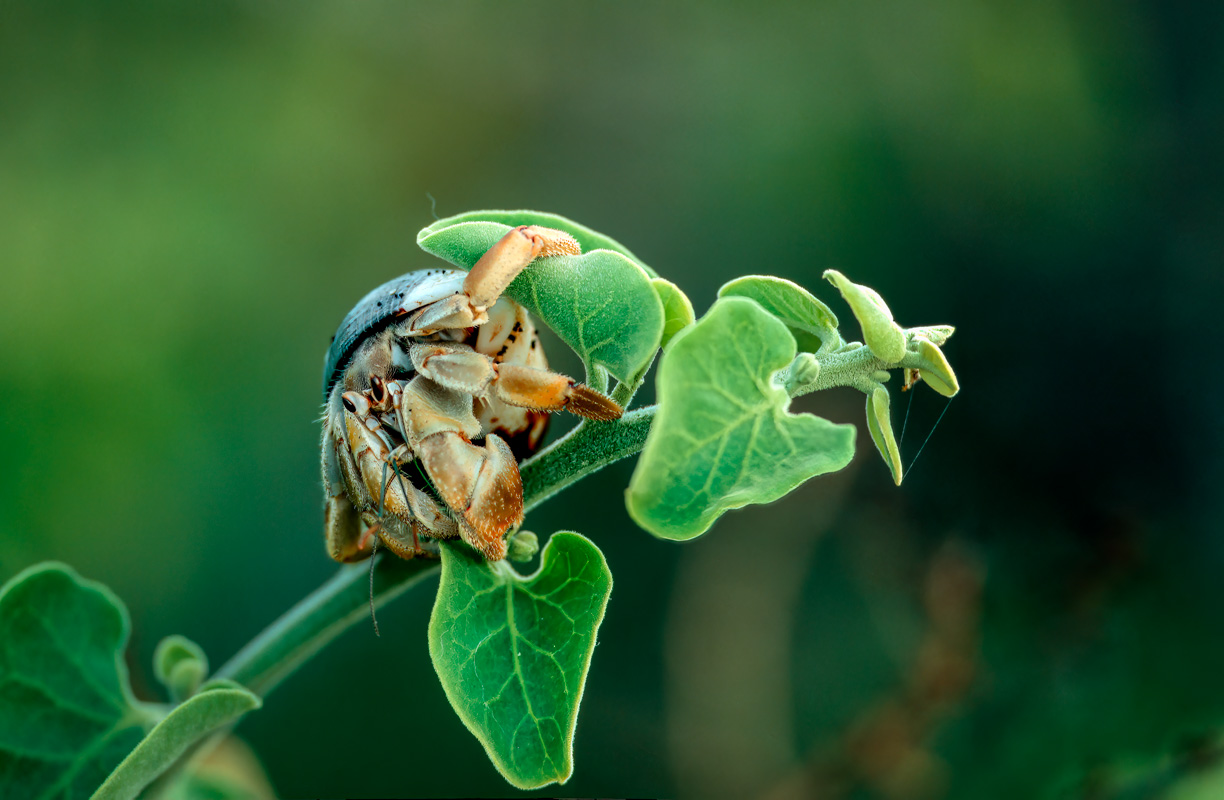 Einsiedlerkrebs - Coenobitidae