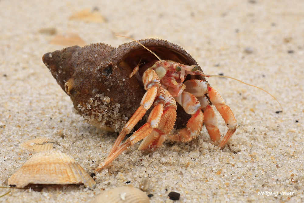 Einsiedlerkrebst am Weststrand auf der Insel Sylt