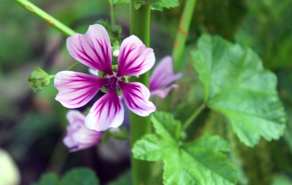 Einsmam und verlassen ist diese Malvenblüte