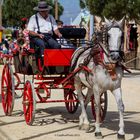 Einspänner auf der Feria Chiclana