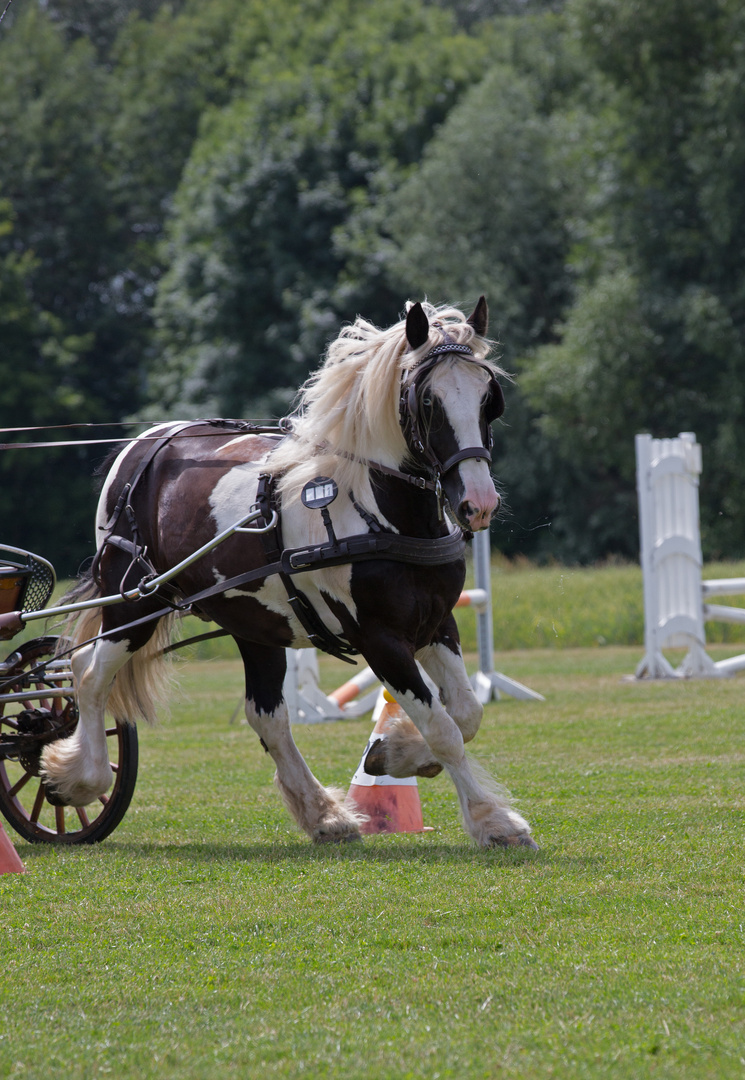 Einspänner mit Tinker