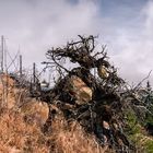 Einst ein starker Baum