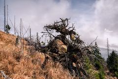 Einst ein starker Baum