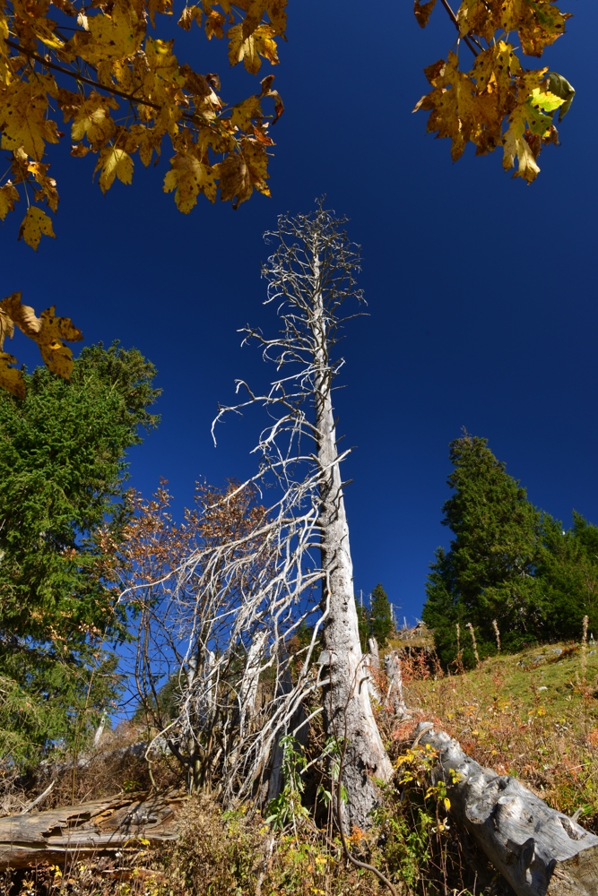 einst ein stolzer Baum