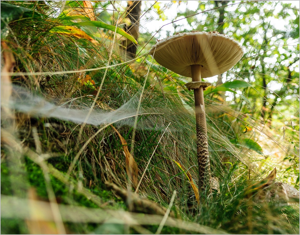 Einst ging im Wald ...