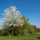 Einst im Frühling........