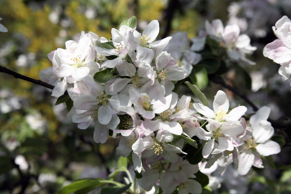 einst im Frühling