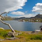 Einst stand ein Baum am Nordkapp...