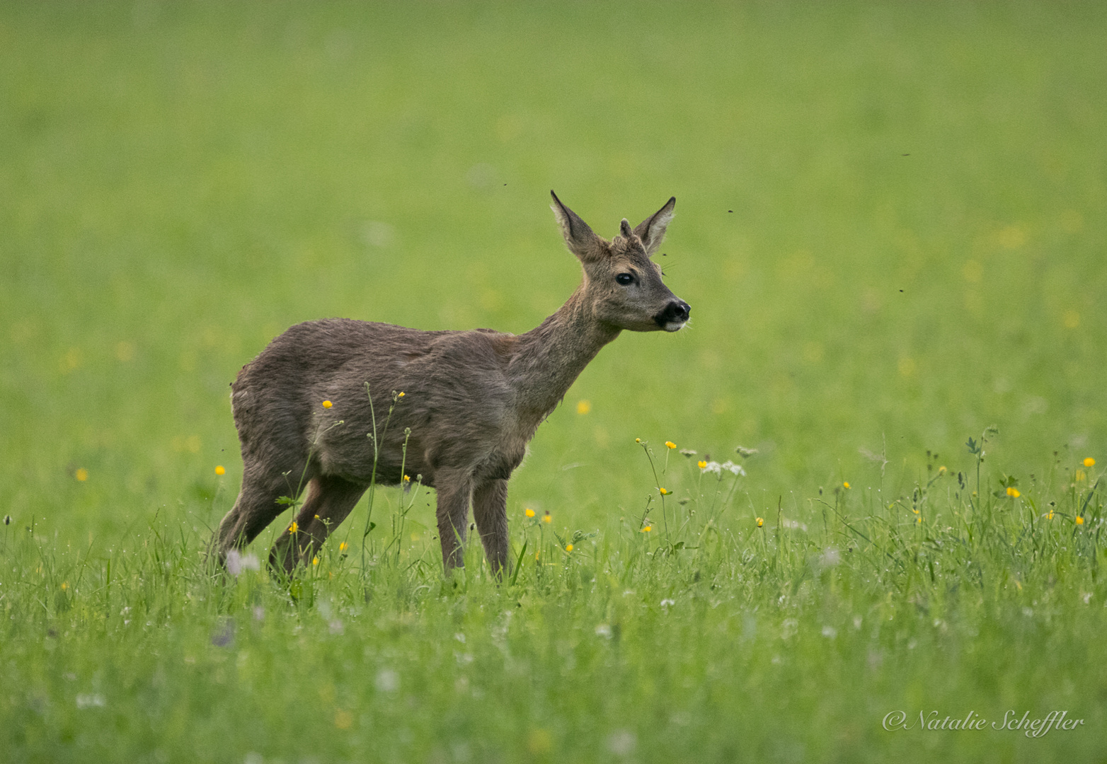 Einstangen-Bock